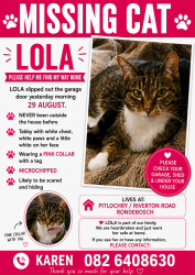 Lost Female Cat last seen Pitlochry and Riverton road Rondebosch, Cape Town, WC 7700
