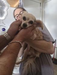 Reunited Female Dog last seen Old Tezal, San Antonio, TX 78250