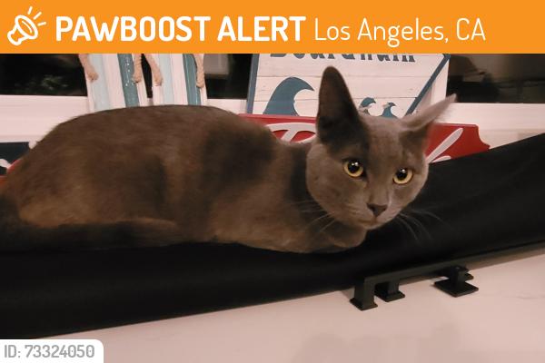 Found/Stray Unknown Cat last seen Webb & Pendleton near Laurel Canyon Blvd & Roscoe, Los Angeles, CA 91352