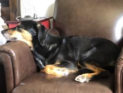Reunited Male Dog last seen 18th and Franklin, Olympia, WA 98501
