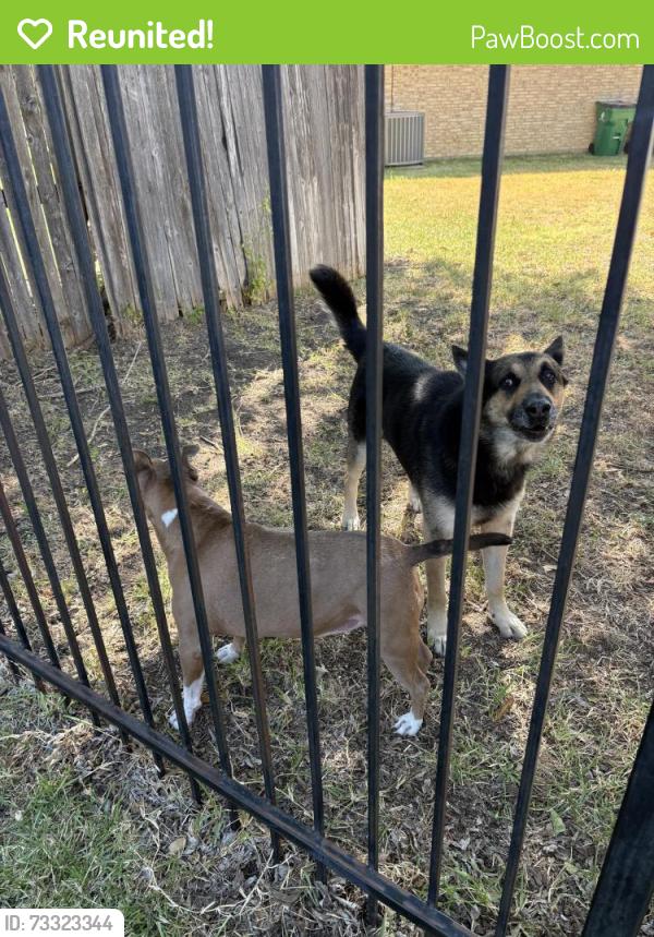 Reunited Unknown Dog last seen Silver lake drive, Fort Worth, TX 76117