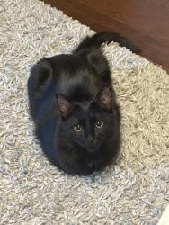 Lost Male Cat last seen Haley Drive, Hidden Lakes Estates, Granite Bay, CA 95746