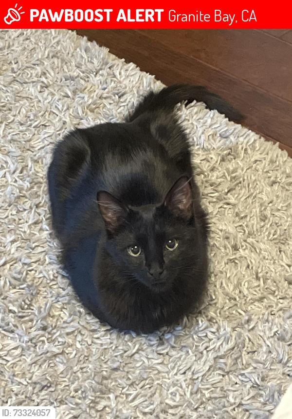 Lost Male Cat last seen Haley Drive, Hidden Lakes Estates, Granite Bay, CA 95746