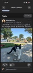 Lost Female Cat last seen Downington, Salt Lake City, UT 84105