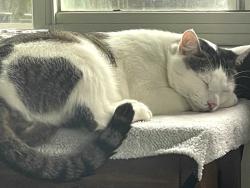 Found/Stray Male Cat last seen 47th Ave, San Francisco, CA 94121