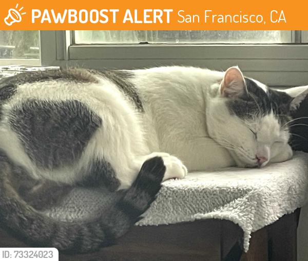 Found/Stray Male Cat last seen 47th Ave, San Francisco, CA 94121