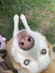 Reunited Male Dog last seen Gallagher street, Dallas, TX 75212
