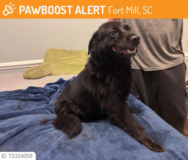Found/Stray Female Dog last seen Merritt Road, Fort Mill, SC 29715