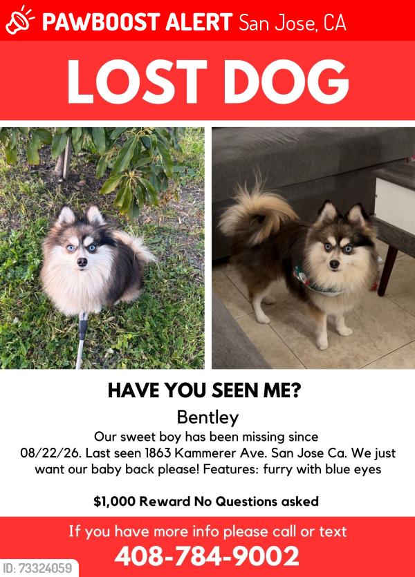Lost Male Dog last seen Kammerer Ave & King Road, San Jose, CA 95116