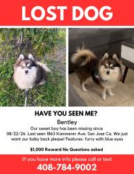Lost Male Dog last seen Kammerer Ave & King Road, San Jose, CA 95116