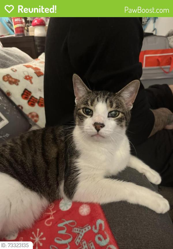 Reunited Male Cat last seen Cocoanut Ave/ 18th Street, Sarasota, FL 34236