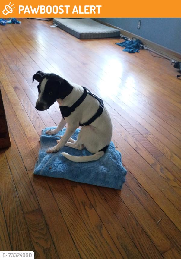 Found/Stray Male Dog last seen Near N J Street, Lake Worth Beach, FL 33460