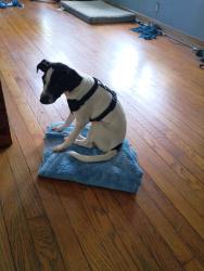 Found/Stray Male Dog last seen Near N J Street, Lake Worth Beach, FL 33460