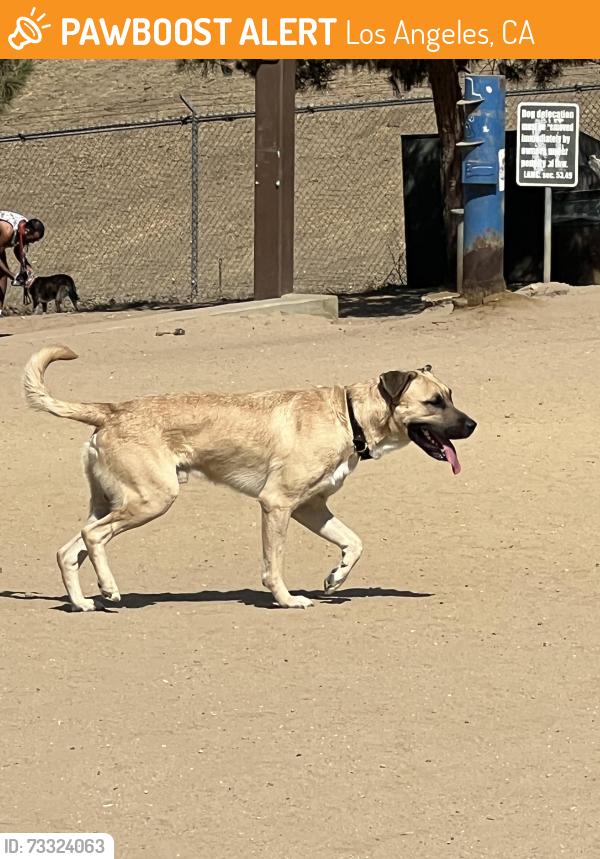 Found/Stray Male Dog last seen Silverlake dog park, Los Angeles, CA 90026