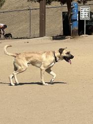 Found/Stray Male Dog last seen Silverlake dog park, Los Angeles, CA 90026