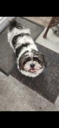 Found/Stray Male Dog last seen SAHARA and santa rosa, Las Vegas, NV 89104