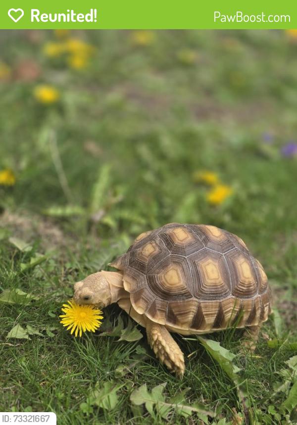 Reunited Male Reptile last seen Winrock Park, Montgomery, IL 60538