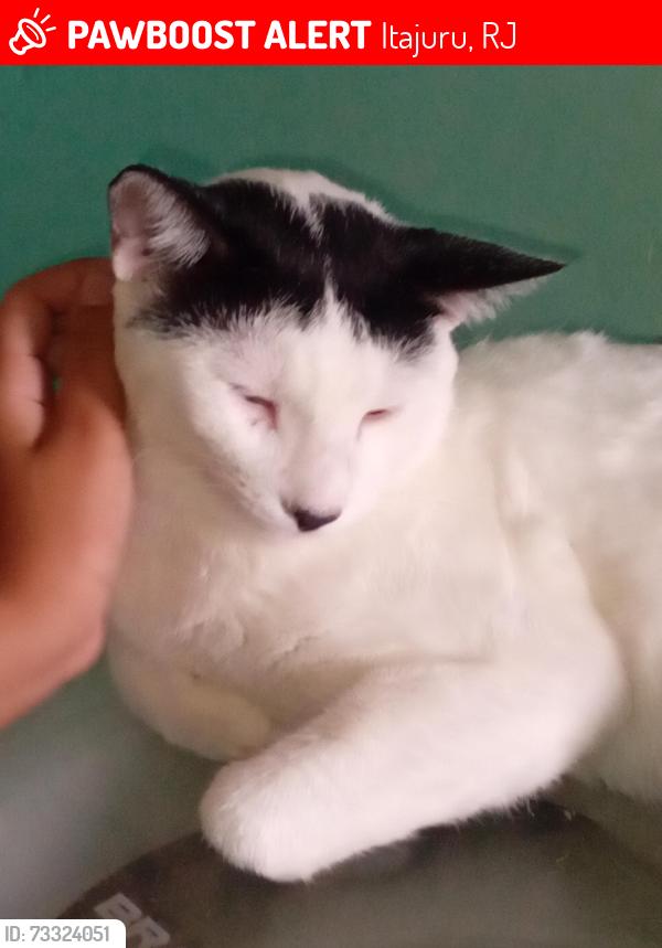 Lost Male Cat last seen No corredor da casa do dono, Itajuru, RJ 