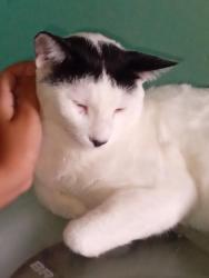Lost Male Cat last seen No corredor da casa do dono, Itajuru, RJ 