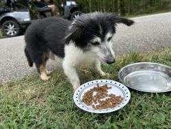 Found/Stray Male Dog last seen Horseman & Osage, Louisburg, NC 27549