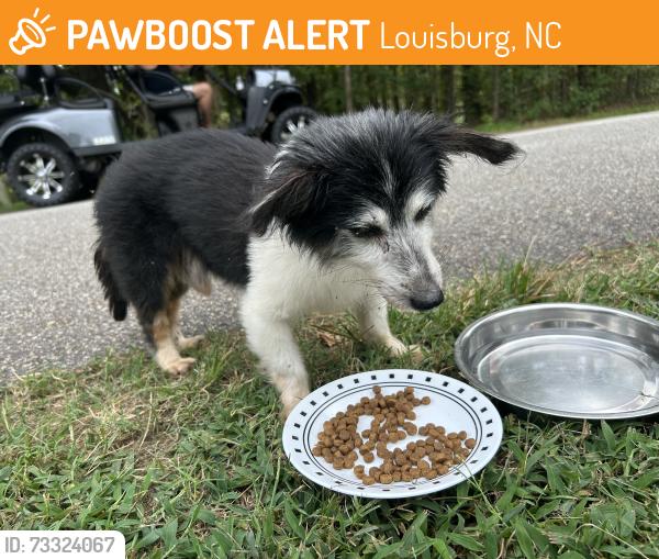 Found/Stray Male Dog last seen Horseman & Osage, Louisburg, NC 27549