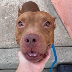 Shelter Stray Male Dog last seen , Animal Care & Control Team of Philly, 111 W Hunting Park Ave, Philadelphia, PA 19140, USA