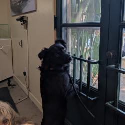Shelter Stray Male Dog last seen , 361 S Raymond Ave, Pasadena, CA 91105, USA