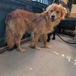 Shelter Stray Male Dog last seen , 361 S Raymond Ave, Pasadena, CA 91105, USA
