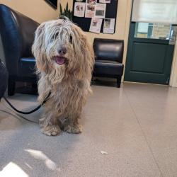 Shelter Stray Unknown Dog last seen , 361 S Raymond Ave, Pasadena, CA 91105, USA