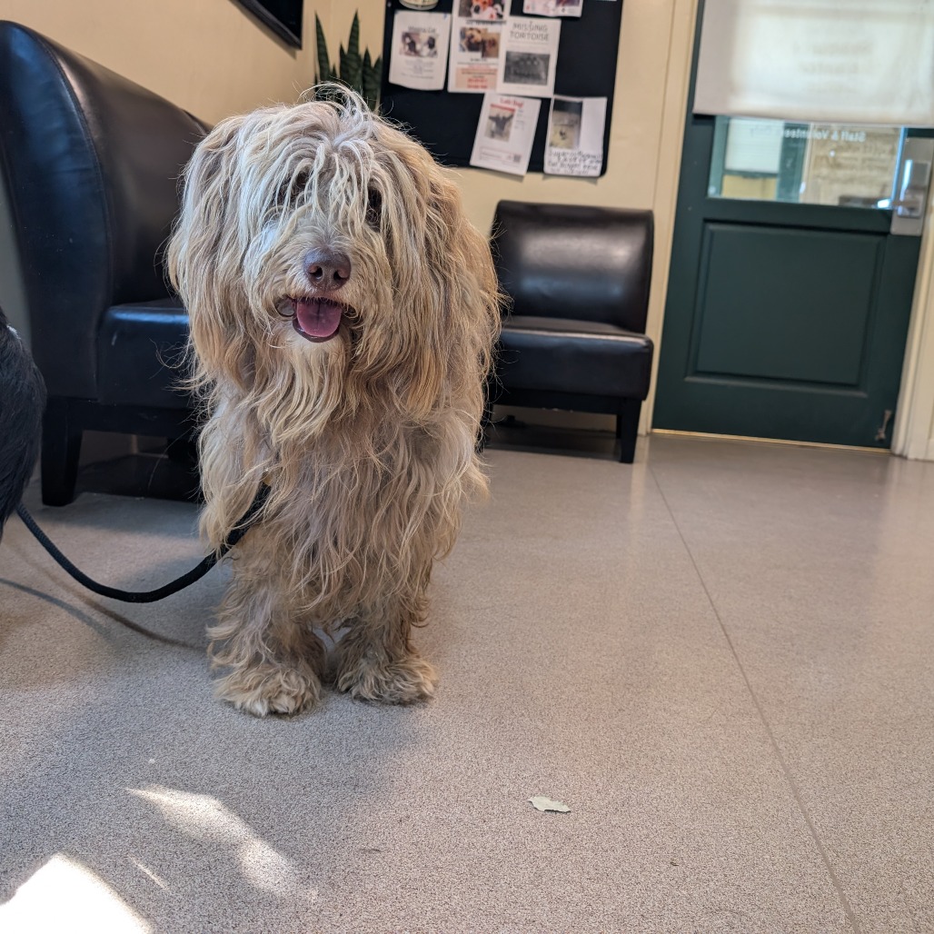 Shelter Stray Unknown Dog last seen , 361 S Raymond Ave, Pasadena, CA 91105, USA