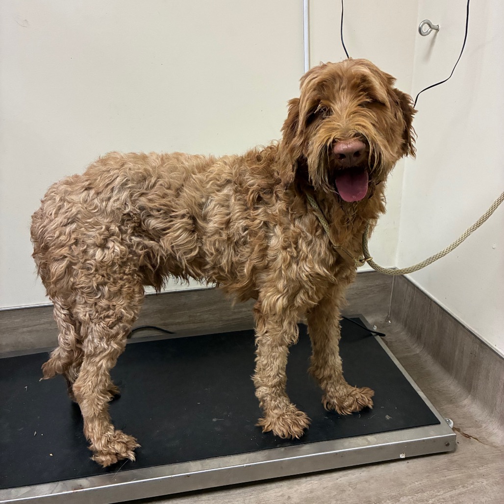 Shelter Stray Male Dog last seen , 361 S Raymond Ave, Pasadena, CA 91105, USA