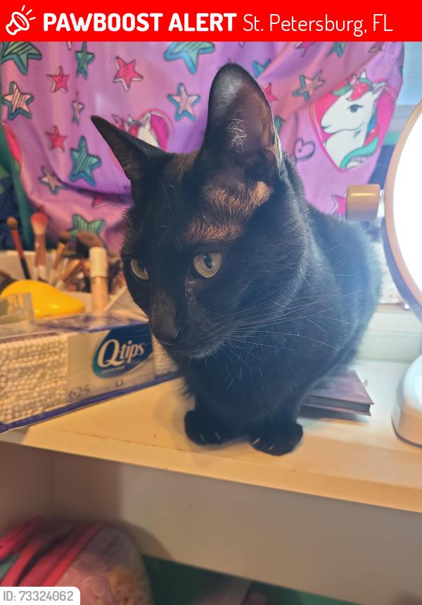 Lost Male Cat last seen 20th st n and 28th ave n, St. Petersburg, FL 33713