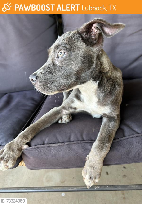 Found/Stray Female Dog last seen 34th st and Avenue V Lubbock Tx, Lubbock, TX 79411