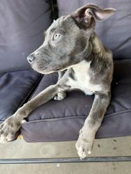 Found/Stray Female Dog last seen 34th st and Avenue V Lubbock Tx, Lubbock, TX 79411