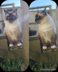 Reunited Male Cat last seen Claremont, Kingsport, TN 37660