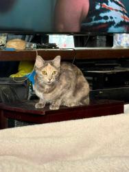 Reunited Female Cat last seen 37th and Roosevelt by the park, Tacoma, WA 98404