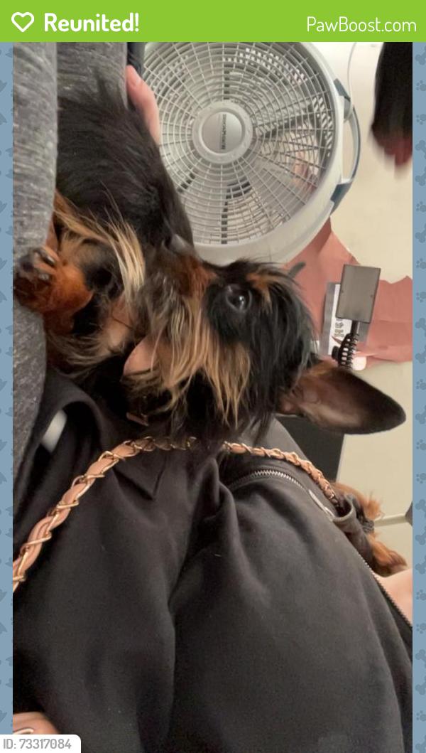 Reunited Female Dog last seen Gilsum steam academy across the road, Gilsum, NH 03448