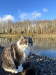 Lost Female Cat last seen Rockwood Bakery, Spokane, WA 99204
