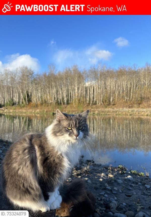 Lost Female Cat last seen Rockwood Bakery, Spokane, WA 99204