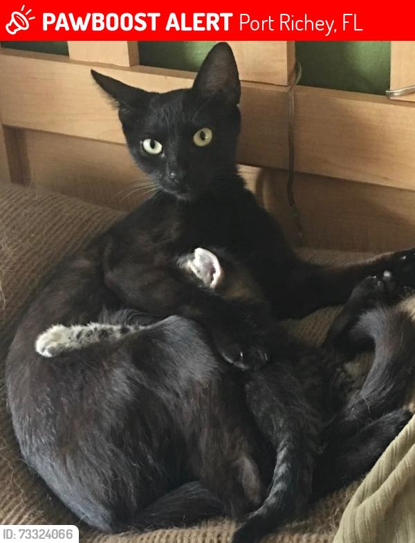 Lost Female Cat last seen Schrader Blvd, Port Richey, FL 34668