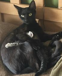 Lost Female Cat last seen Schrader Blvd, Port Richey, FL 34668