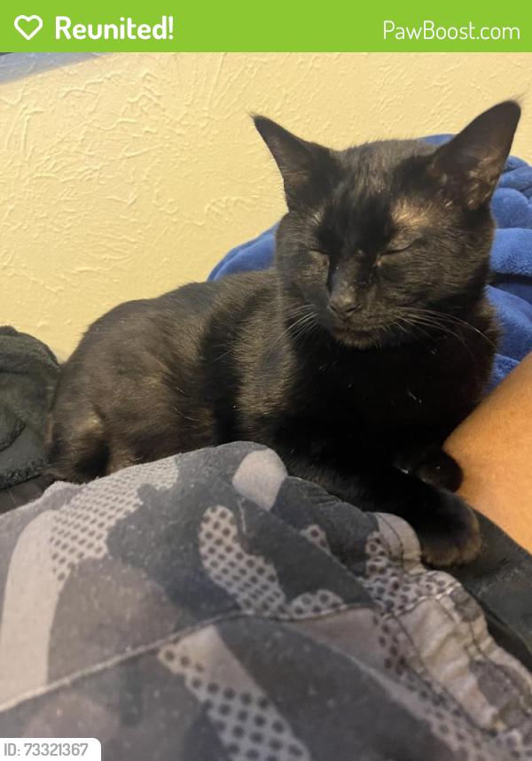 Reunited Male Cat last seen Lemmontree Ln, Plano, TX 75074, USA, Plano, TX 75074