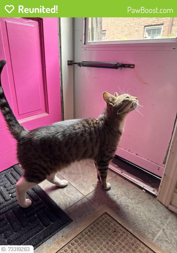 Reunited Male Cat last seen Lomond & Winchell, Shaker Heights, OH 44122