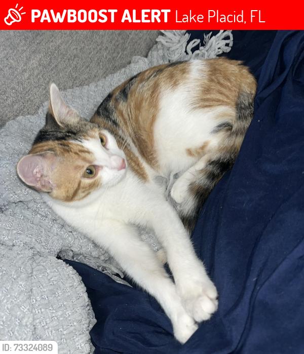 Lost Female Cat last seen Sunshine Rv park, Lake Placid, FL 33852