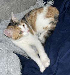 Lost Female Cat last seen Sunshine Rv park, Lake Placid, FL 33852