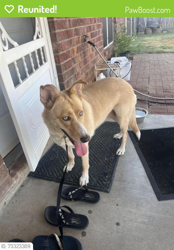 Reunited Female Dog last seen Knob Hill and Mountain Vista, Granbury, TX 76048