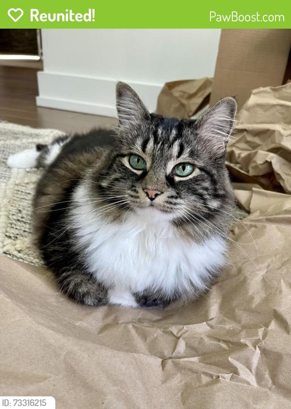 Reunited Female Cat last seen Mandarin Rd near Brady, Jacksonville, FL 32223