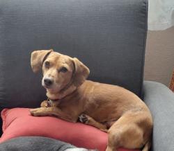 Reunited Female Dog last seen San Pedro and Eastern Avenue, SE, Albuquerque, NM 87108