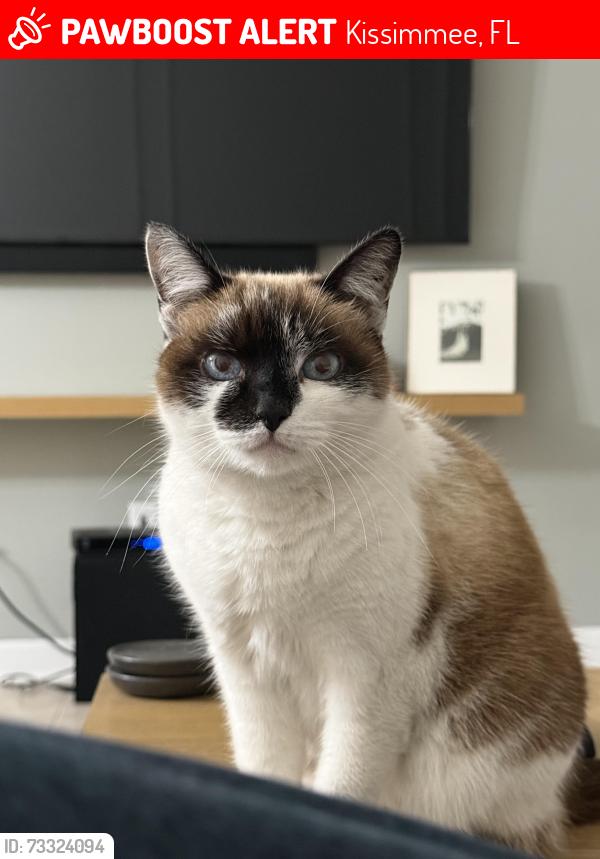 Lost Female Cat last seen Storey Lake Neighborhood, Kissimmee, FL 34746