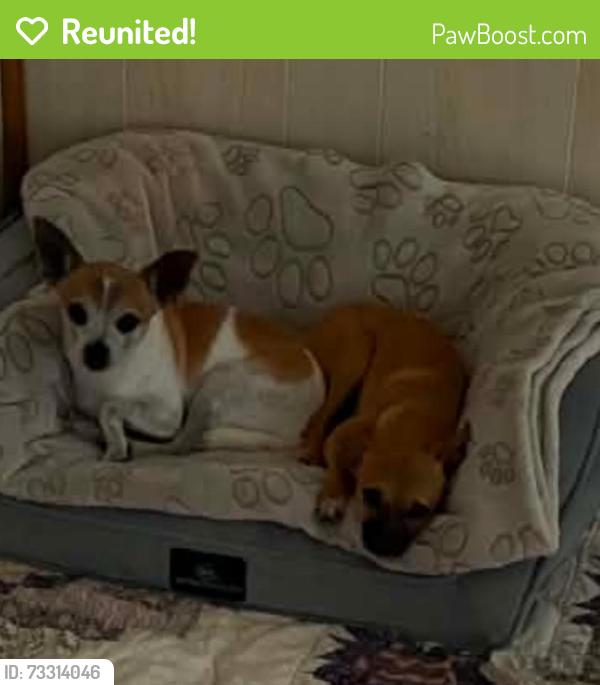 Reunited Male Dog last seen Behind speedway, Indianapolis, IN 46222